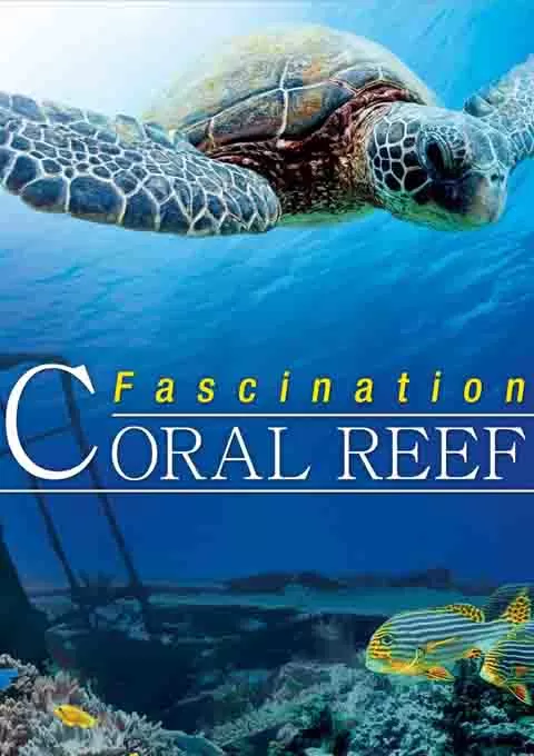 魅力珊瑚礁